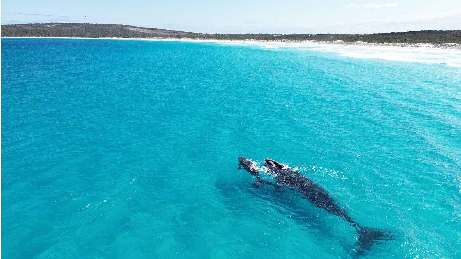 Whales, Bremer Bay